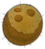 Nuez de kokoko