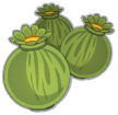 Semilla de adormidera